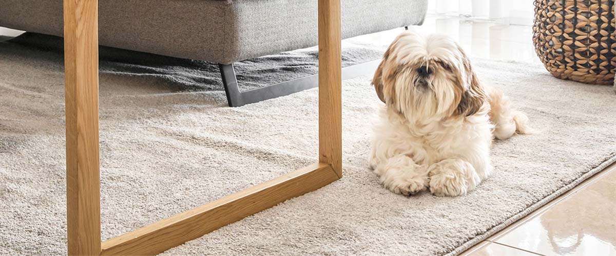 שטיחים ובעלי חיים: ברור שכן!