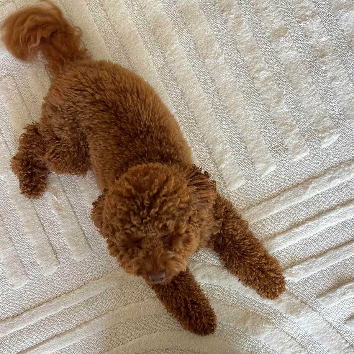 שטיח טיטאן TITAN