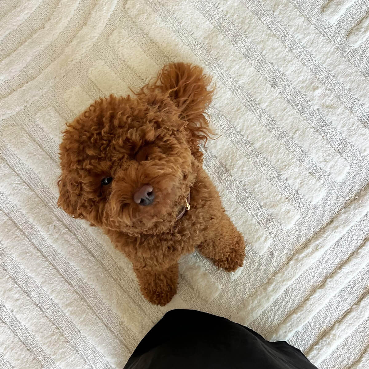 שטיח טיטאן TITAN