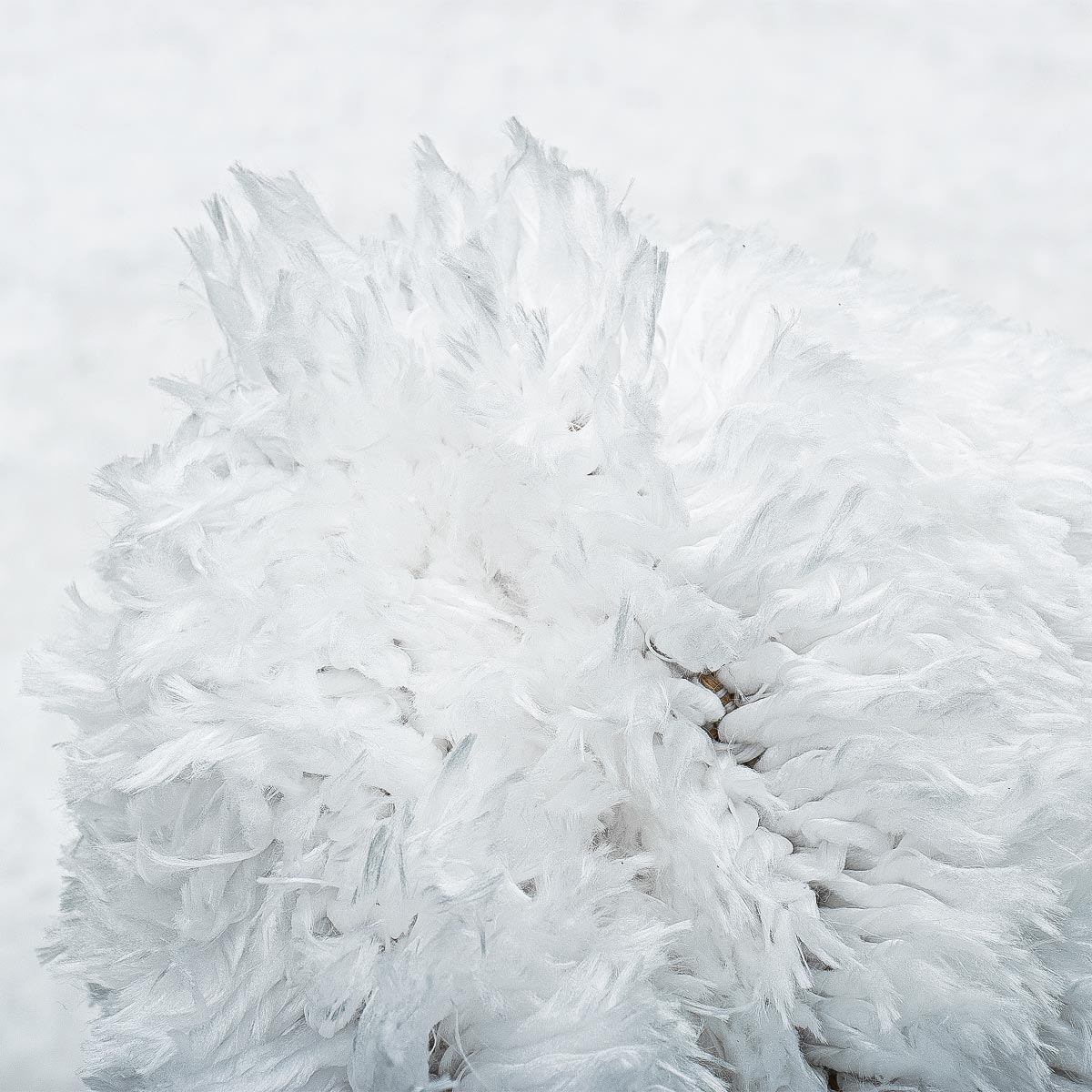 שטיח שאגי קטיפה 01 לבן | השטיח האדום