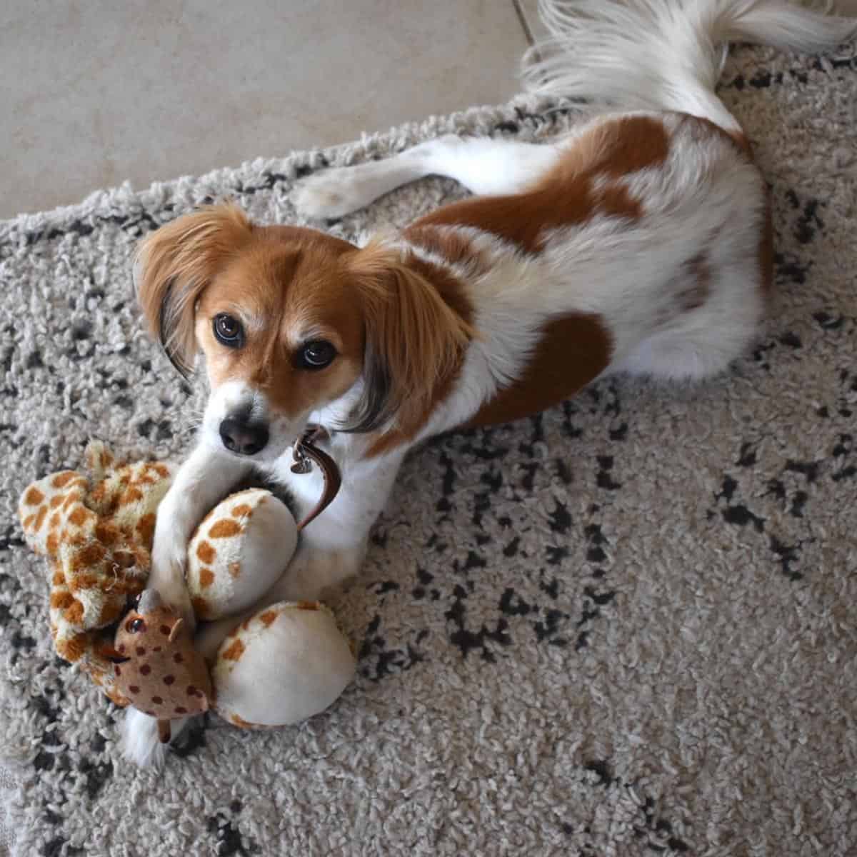 שטיח שאגי מרקש 01 קרם/שחור עם פרנזים | השטיח האדום | עיצוב: Home with Luca, צילום: Home with Luca